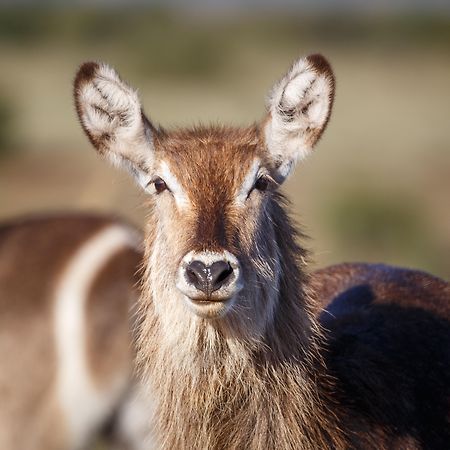 Bukela Game Lodge - Амакала Гейм Ризърв Екстериор снимка