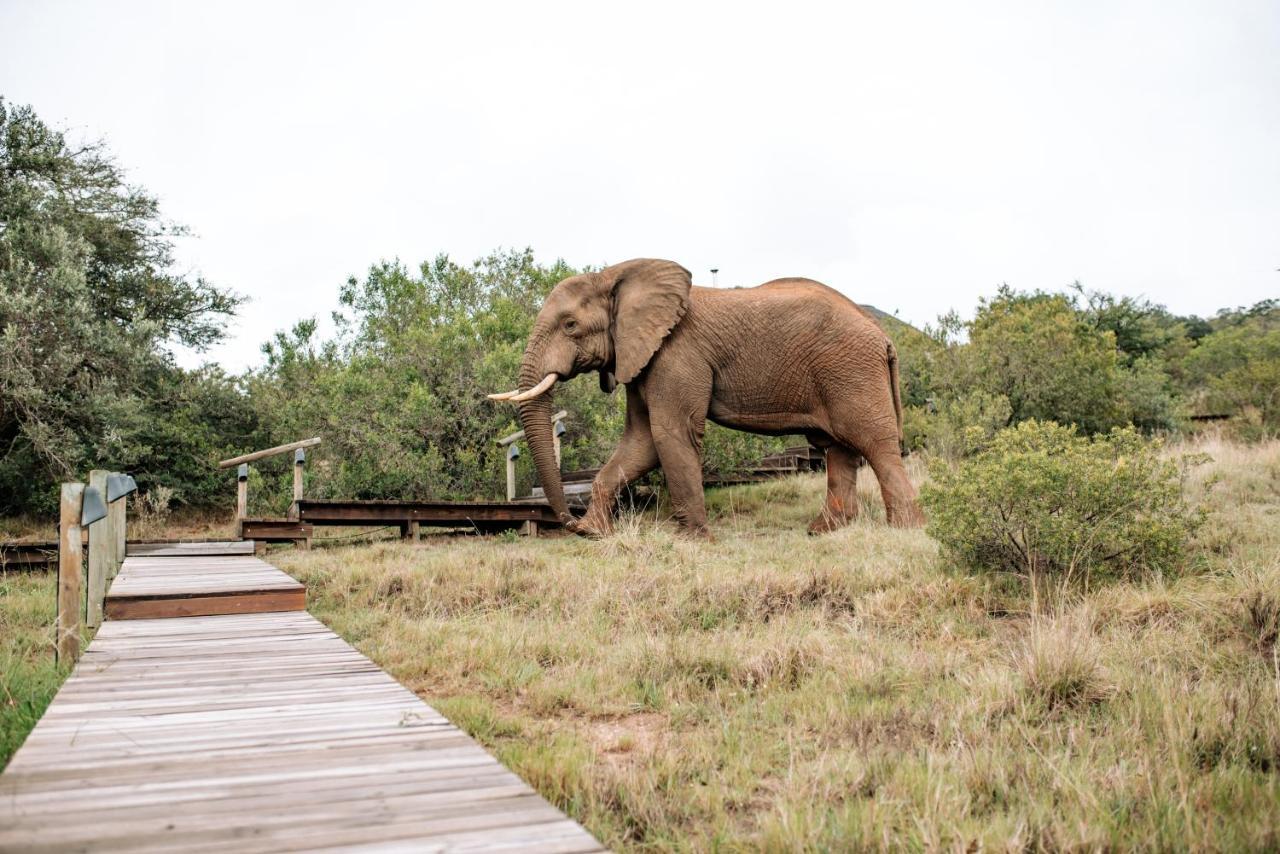 Bukela Game Lodge - Амакала Гейм Ризърв Екстериор снимка