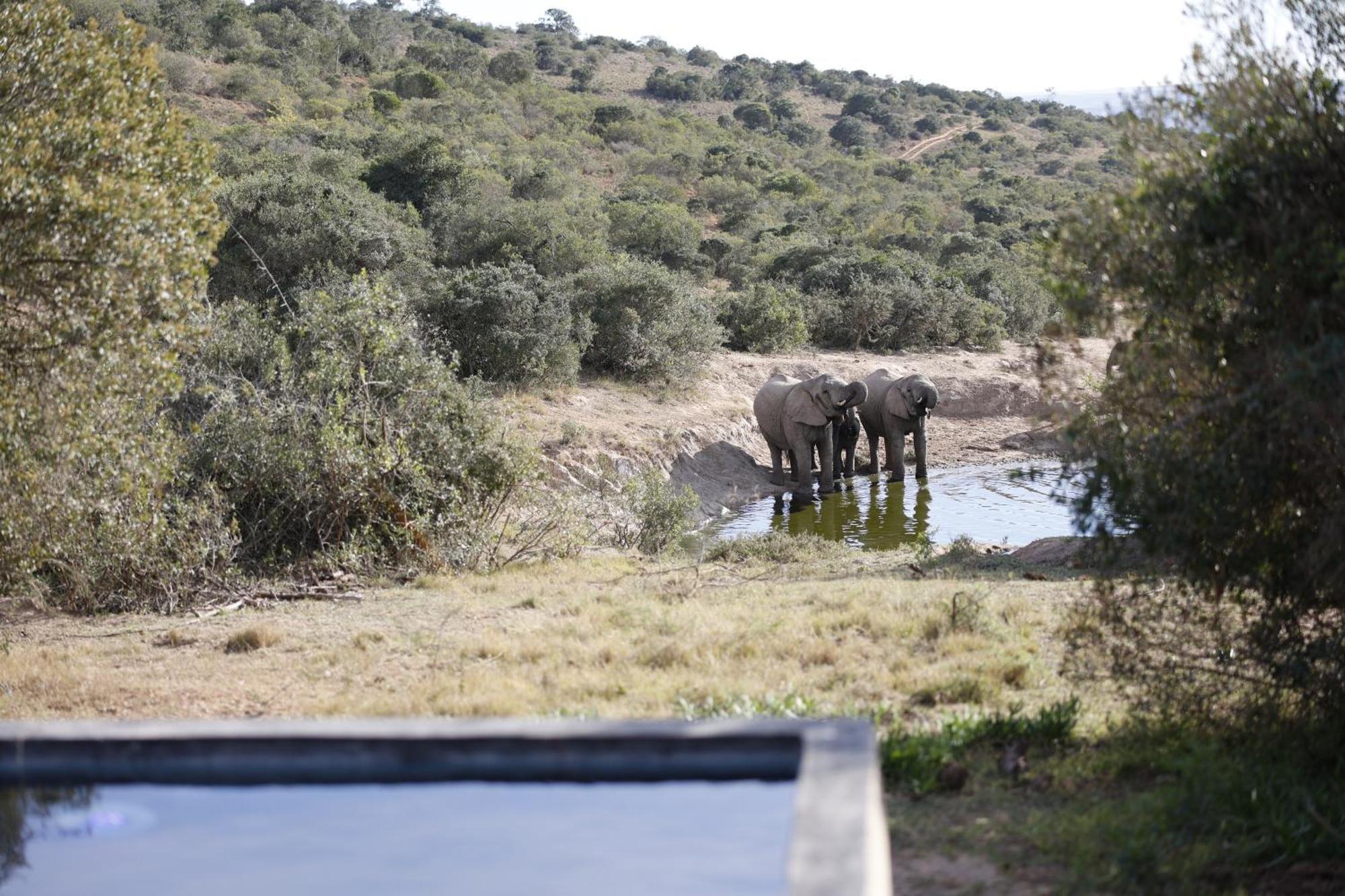 Bukela Game Lodge - Амакала Гейм Ризърв Екстериор снимка