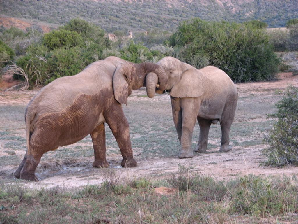 Bukela Game Lodge - Амакала Гейм Ризърв Екстериор снимка