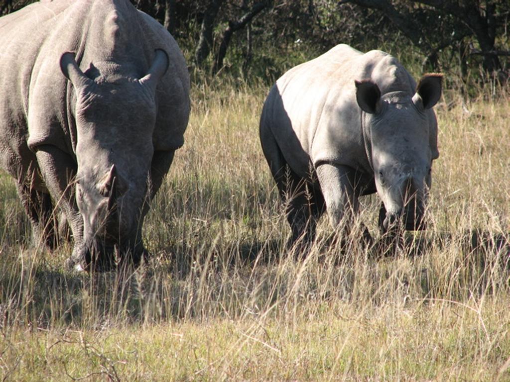 Bukela Game Lodge - Амакала Гейм Ризърв Екстериор снимка
